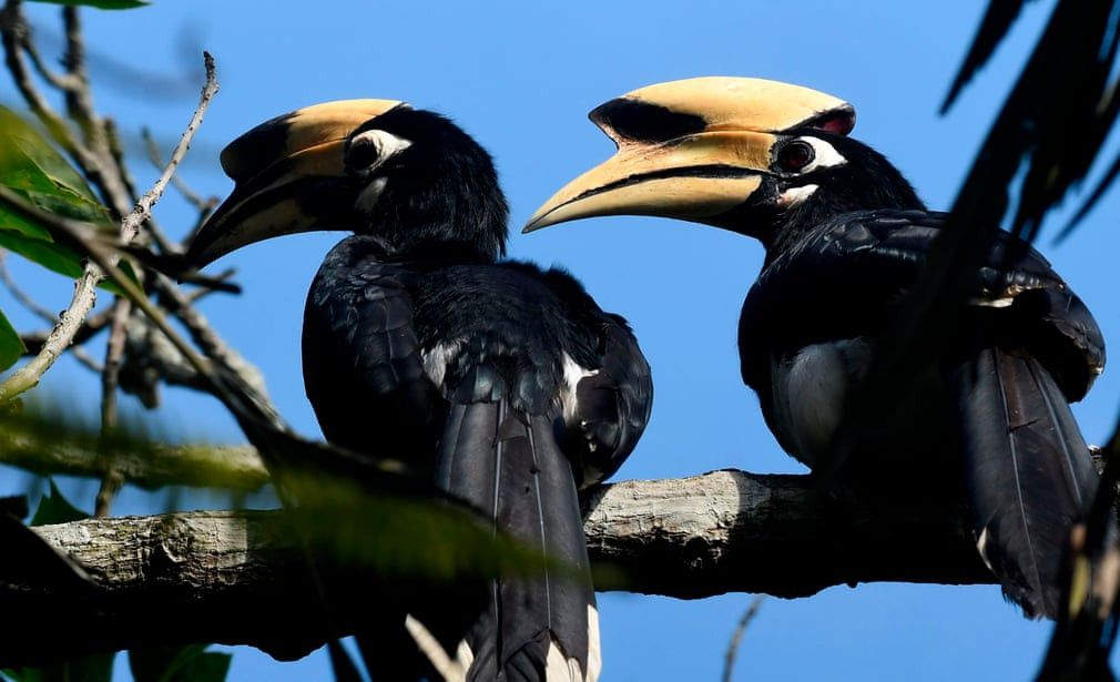 Cao cát phượng phương đông đậu trên cây trong vườn quốc gia Chitwan, Nepal.(Nguồn Guardian)
