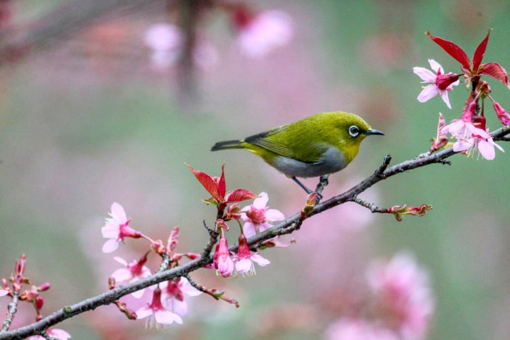 Chim đậu trên cành hoa đào ở thành phố Quý Dương, Trung Quốc. (Nguồn Guardian)