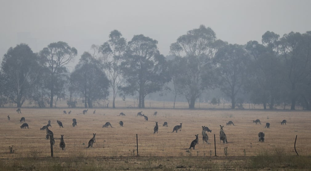 Kangaroo gặm cỏ trên cánh đồng phủ đầy khói cháy rừng ở Canberra, Australia. (Nguồn Guardian)