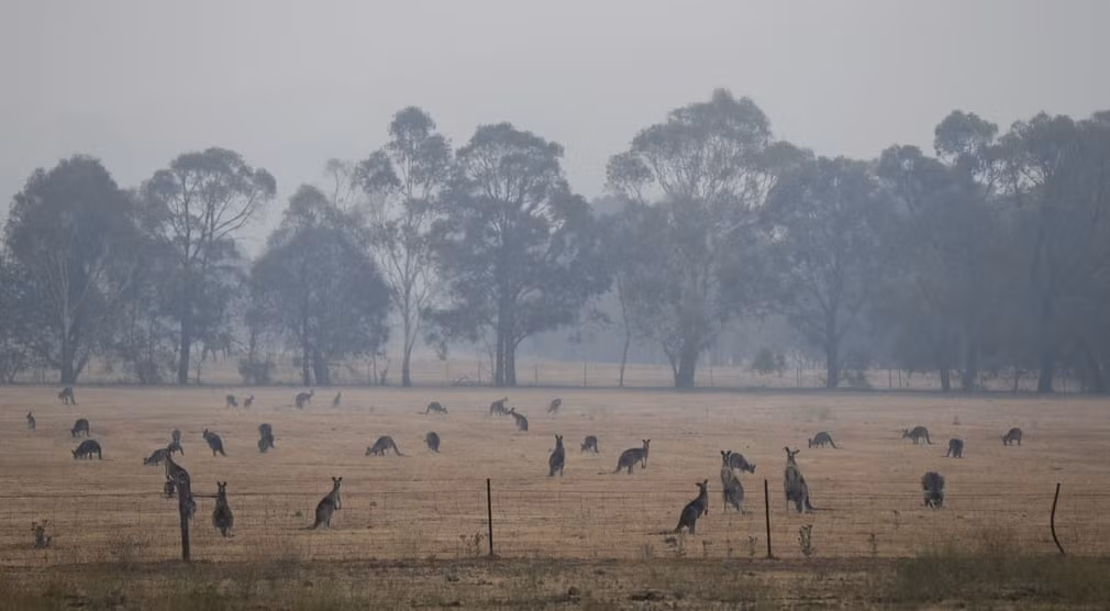 Kangaroo gặm cỏ trên cánh đồng phủ đầy khói cháy rừng ở Canberra, Australia. (Nguồn Guardian)
