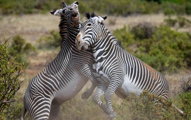 Cặp ngựa vằn quyết chiến trong khu bảo tồn Samburu, Kenya. (Nguồn Guardian)