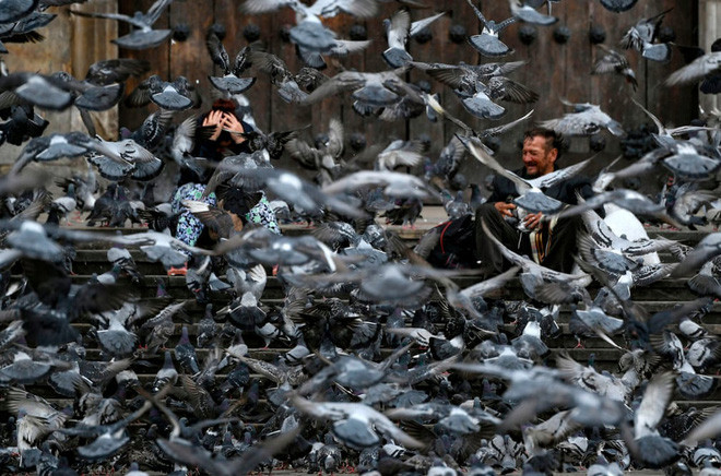 Chim bồ câu kiếm ăn trên quảng trường Bolívar ở thành phố Bogotá, Colombia. (Nguồn Guardian)