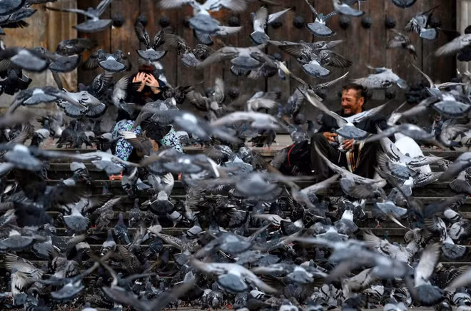 Chim bồ câu kiếm ăn trên quảng trường Bolívar ở thành phố Bogotá, Colombia. (Nguồn Guardian)