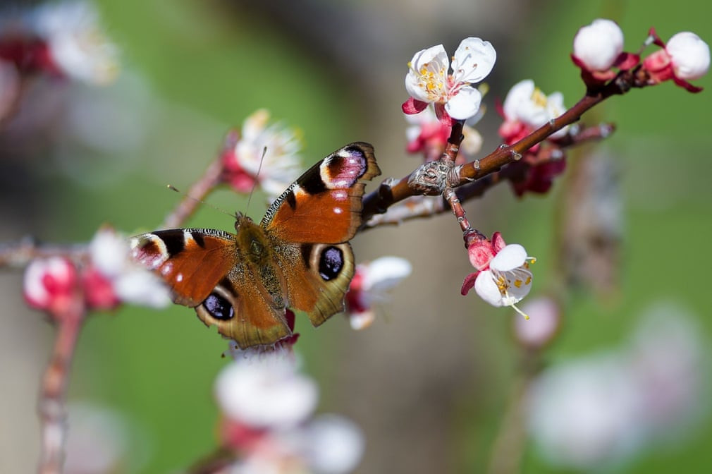 Bướm công hút phấn hoa đào gần thành phố Pristina, Kosovo. (Nguồn Guardian)