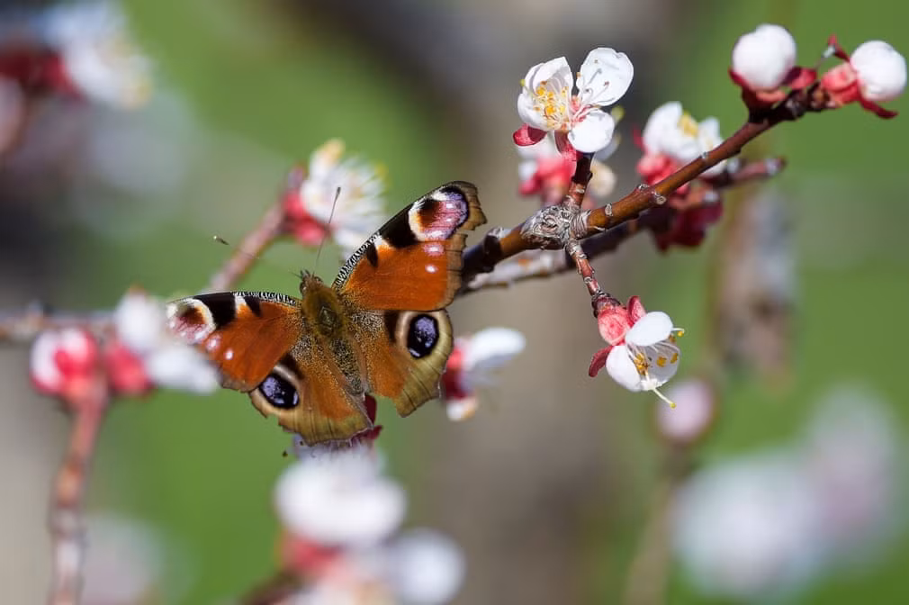 Bướm công hút phấn hoa đào gần thành phố Pristina, Kosovo. (Nguồn Guardian)