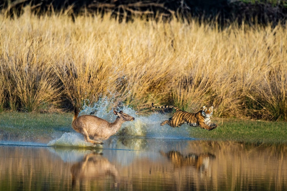 Hươu nhanh chóng bỏ chạy xuống nước khi bị hổ truy đuổi. (Nguồn Guardian)