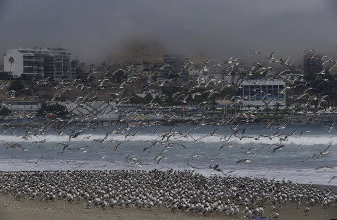 Hàng trăm con chim bay trên bãi biển Agua Dulce ở thành phố Lima, Peru. (Nguồn Guardian)