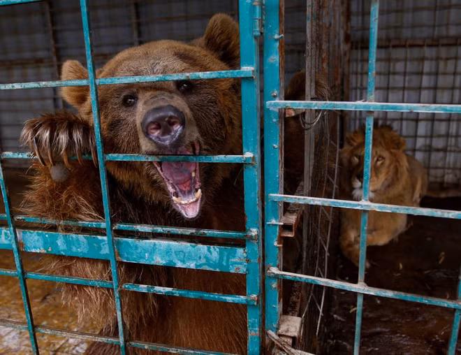 Gấu và sư tử được nhốt cách ly để phòng lây nhiễm Covid-19 trong một vườn thú ở thành phố Najaf, Iraq. (Nguồn Guardian)