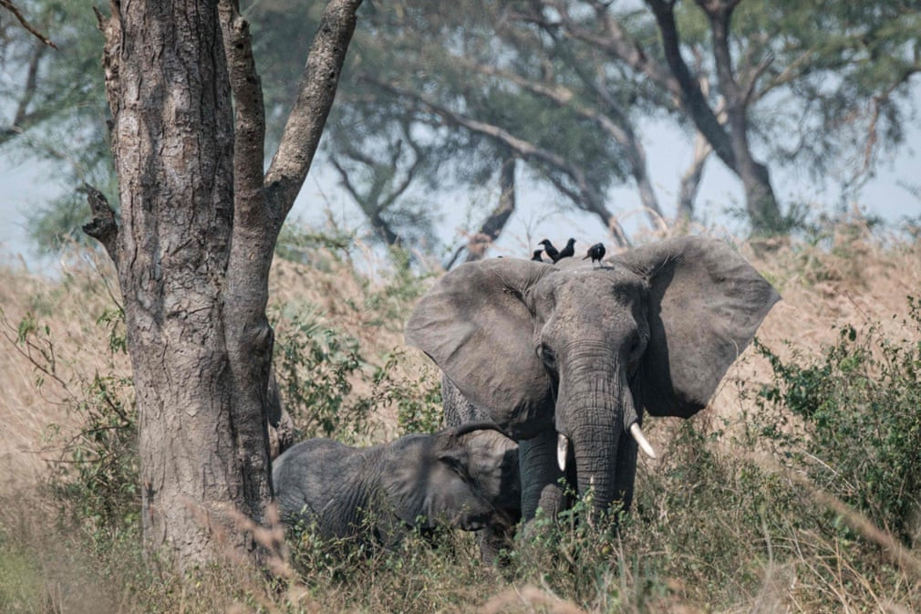 Những con chim đậu trên lưng voi trong vườn quốc gia Murchison Falls ở Uganda. (Nguồn Guardian)