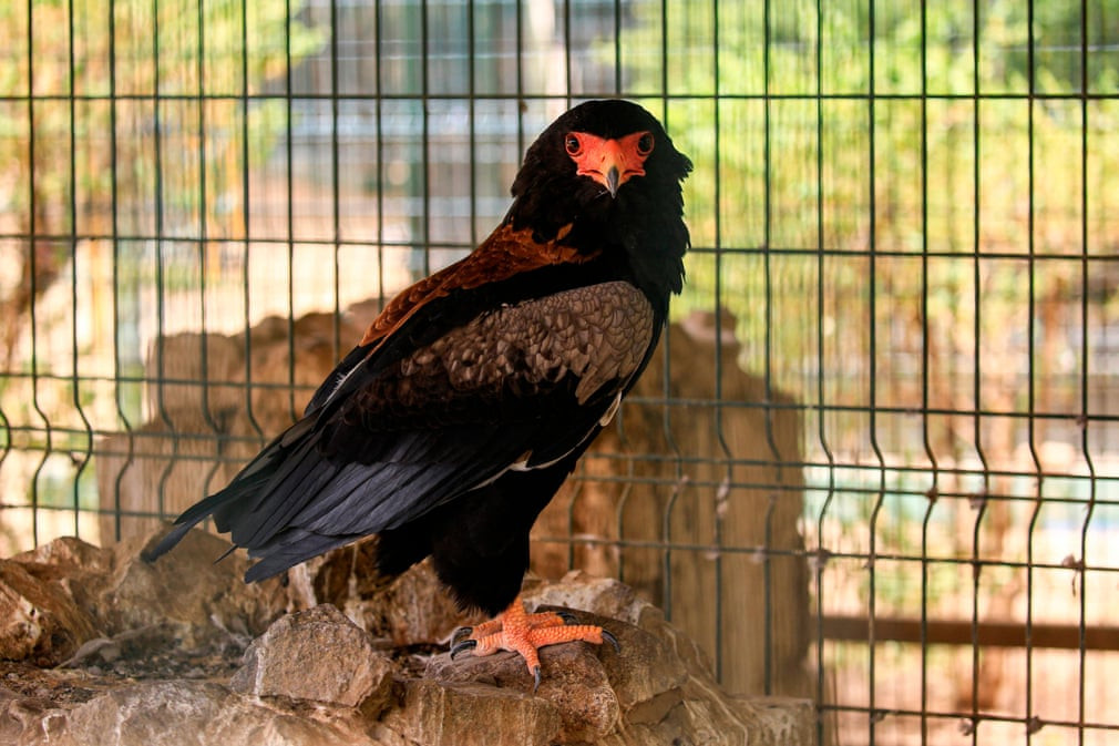 Chim đại bàng Bateleur đậu trong lồng tại một công viên động vật hoang dã ở Khartoum, Sudan. (Nguồn Guardian)