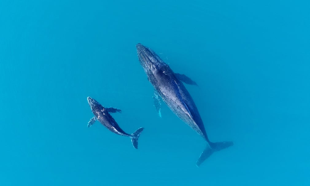 Mẹ con cá voi lưng gù bơi trên vịnh Exmouth ở Australia. (Nguồn Guardian)