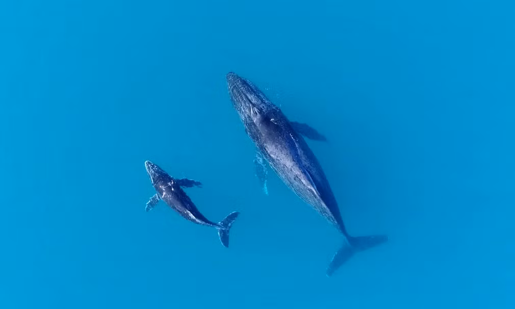 Mẹ con cá voi lưng gù bơi trên vịnh Exmouth ở Australia. (Nguồn Guardian)
