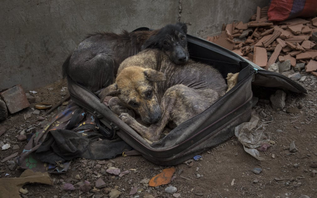 Chó hoang nằm trong chiếc va li cũ để giữa ấm ở thành phố Lima, Peru. (Nguồn Guardian)