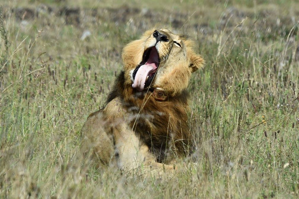 Sư tử đực nghỉ ngơi trên đồng cỏ trong vườn quốc gia Nairobi ở Kenya (Nguồn Guardian)