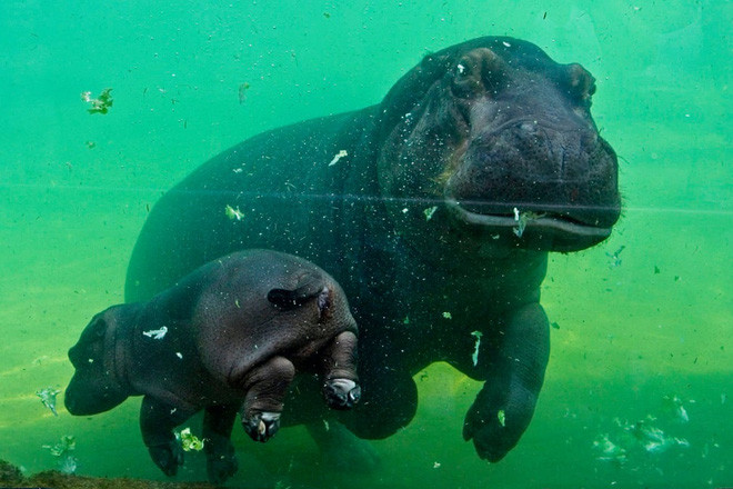 Mẹ con hà mã bơi trong vườn thú Beauval ở thành phố Saint-Aignan, Pháp. (Nguồn Guardian)