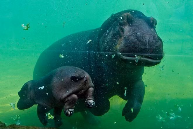 Mẹ con hà mã bơi trong vườn thú Beauval ở thành phố Saint-Aignan, Pháp. (Nguồn Guardian)