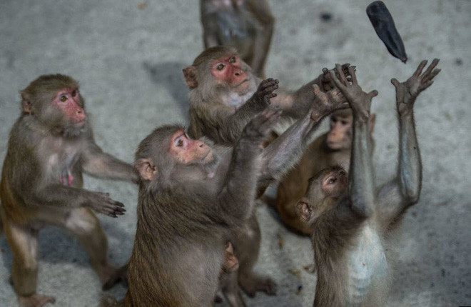 Những con khi bắt chuối trong giờ ăn tại công viên động vật hoang dã Hlawga ở ngoại ô thành phố Yangon, Myanmar. (Nguồn Guardian)