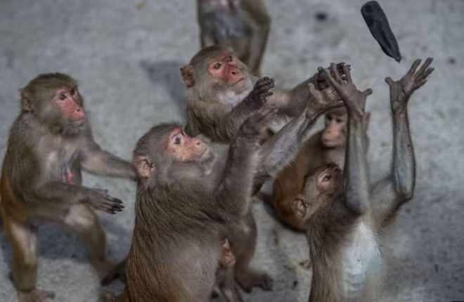 Những con khi bắt chuối trong giờ ăn tại công viên động vật hoang dã Hlawga ở ngoại ô thành phố Yangon, Myanmar. (Nguồn Guardian)