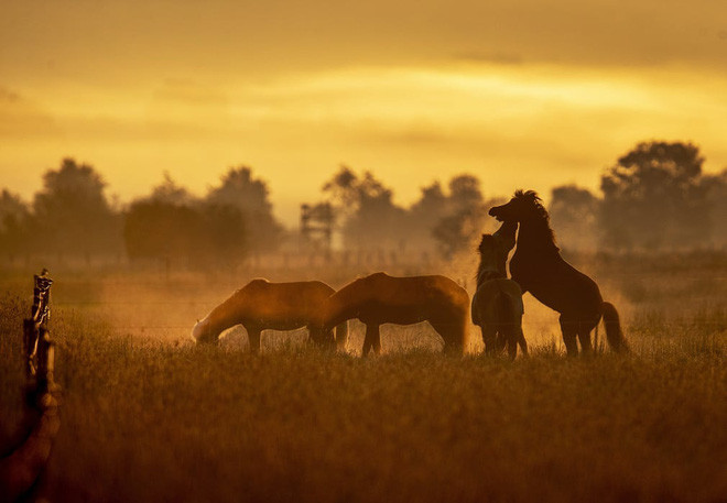 Đàn ngựa nghỉ ngơi trên cánh đồng cỏ lúc sáng sớm ở Wehrheim, Đức. (Nguồn Guardian)