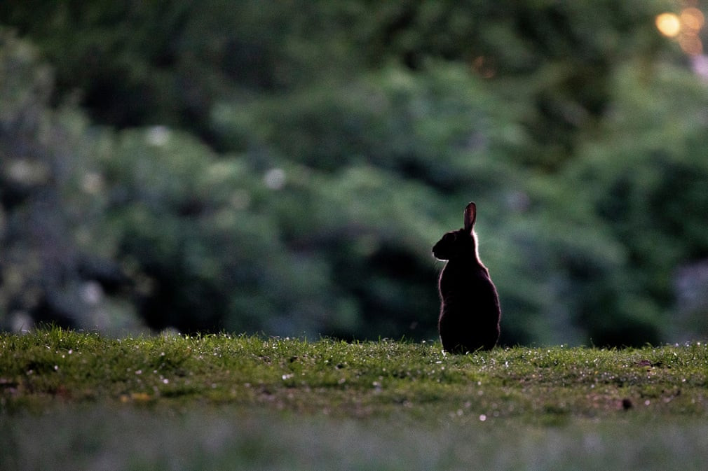 Thỏ nghỉ ngơi trong công viên Tiergarten ở thành phố Berlin, Đức. (Nguồn Guardian)