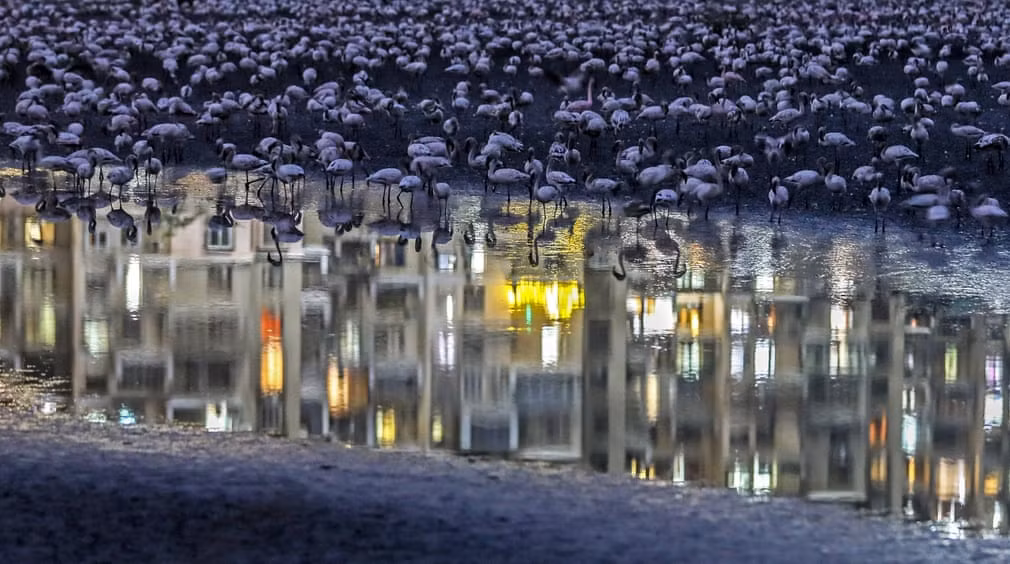 Chim hồng hạc kiếm ăn dưới đầm lầy ở Navi Mumbai, Ấn Độ. (Nguồn Guardian)