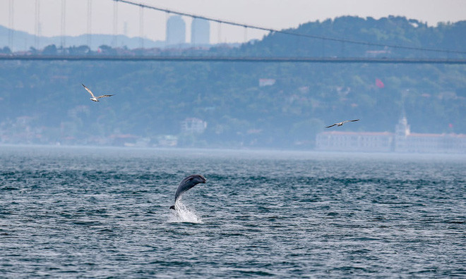 Cá heo nhảy lên khỏi mặt nước tại eo biển Bosphorus ở thành phố Istanbul, Thổ Nhĩ Kỳ. (Nguồn Guardian)