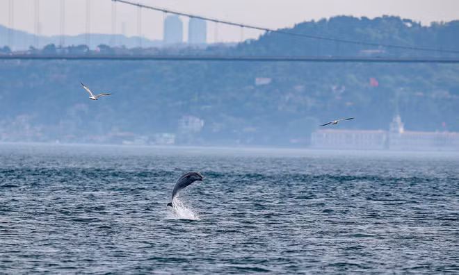 Cá heo nhảy lên khỏi mặt nước tại eo biển Bosphorus ở thành phố Istanbul, Thổ Nhĩ Kỳ. (Nguồn Guardian)
