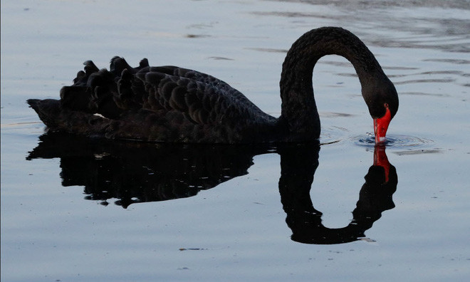 Thiên nga đen tìm kiếm thức ăn dưới sông Avon ở Christchurch, New Zealand. (Nguồn Guardian)