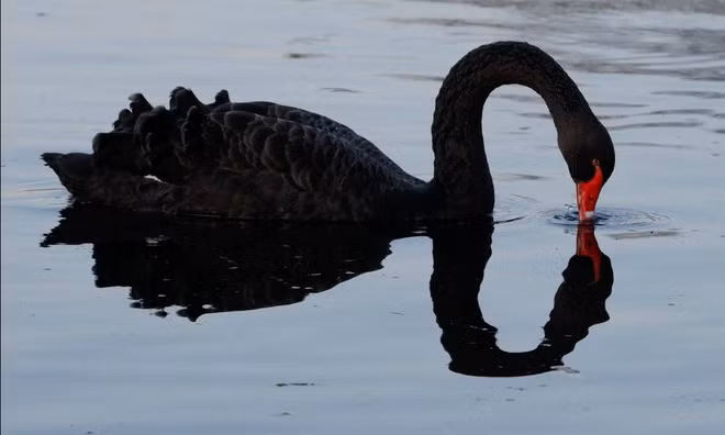 Thiên nga đen tìm kiếm thức ăn dưới sông Avon ở Christchurch, New Zealand. (Nguồn Guardian)