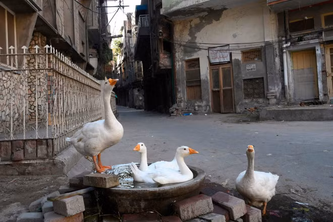 Đàn ngỗng tắm mát tại một khu dân cư hoang vắng do dịch Covid-19 ở thành phố Lahore, Pakistan. (Nguồn Guardian)