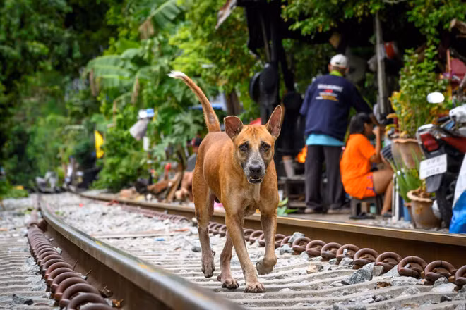 Chó hoang chạy qua khu ổ chuột dọc đường ray tàu hỏa ở thành phố Bangkok, Thái Lan. (Nguồn Guardian)