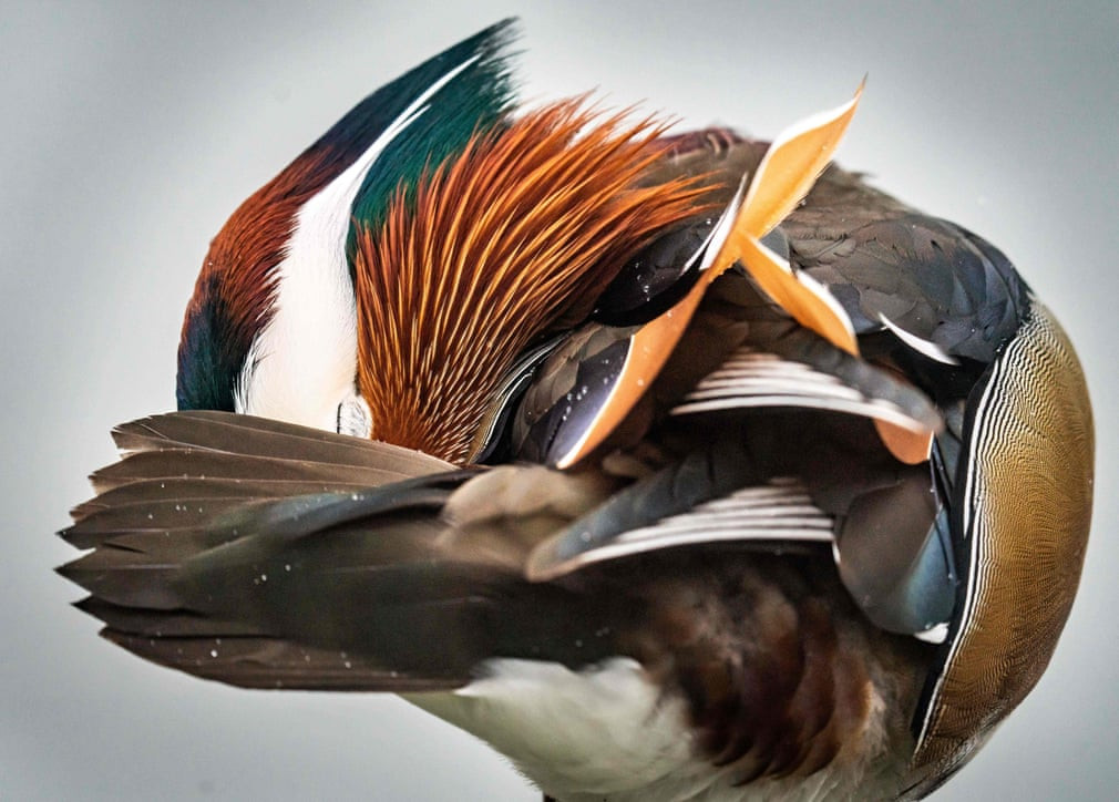 Vịt uyên ương nghỉ ngơi ở thành phố Frankfurt, Đức. (Nguồn Guardian)