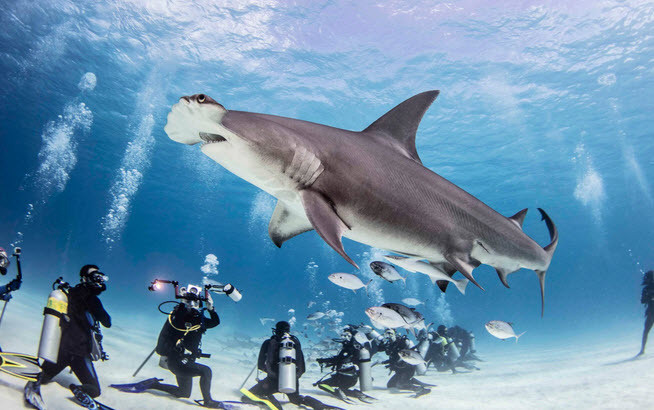 Du khách chiêm ngưỡng cá mập đầu búa ở Bimini, Caribbe. (Nguồn Guardian)
