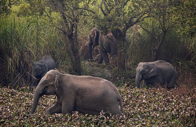 Đàn voi hoang dã kiếm ăn gần ngôi làng Panbari ở Gauhati, Ấn Độ. (Nguồn Guardian)