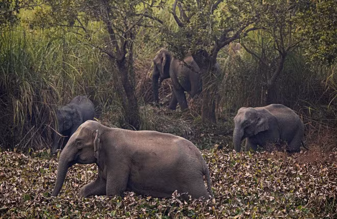 Đàn voi hoang dã kiếm ăn gần ngôi làng Panbari ở Gauhati, Ấn Độ. (Nguồn Guardian)