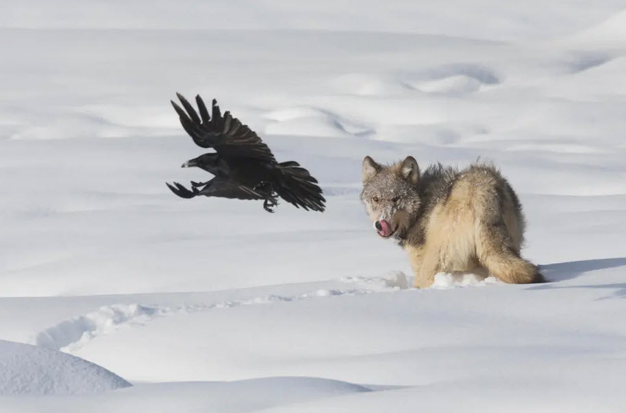 Sói xám và quạ kiếm ăn trong vườn quốc gia Yellowstone, Mỹ. (Nguồn Guardian)