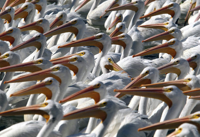 Hàng nghìn con chim bồ nông di cư tập trung trên bờ hồ Chapala ở thành phố Cojumatlan, Mexico. (Nguồn Guardian)