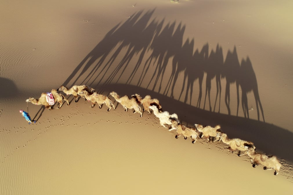 Người đàn ông dẫn đàn lạc đà đi trên sa mạc Badain Jaran ở tỉnh Cam Túc, Trung Quốc. (Nguồn Guardian)