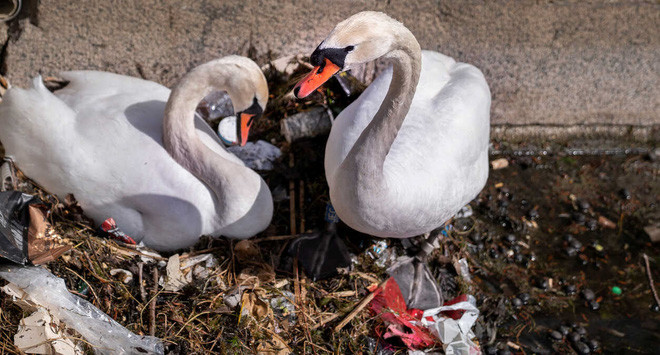 Cặp thiên nga làm tổ từ rác thải trên hồ trong công viên Trung tâm ở thành phố Copenhagen, Đan Mạch. (Nguồn Guardian)