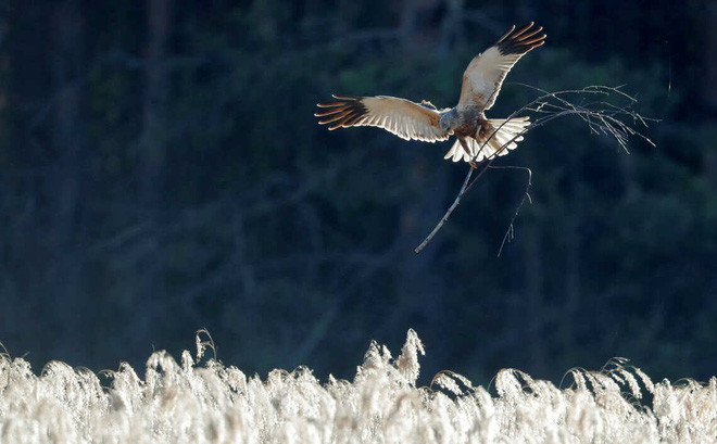 Chim ưng đầm lấy cành khô để xây tổ trong rừng gần ngôi làng Piatrylava, Belarus. (Nguồn Guardian)