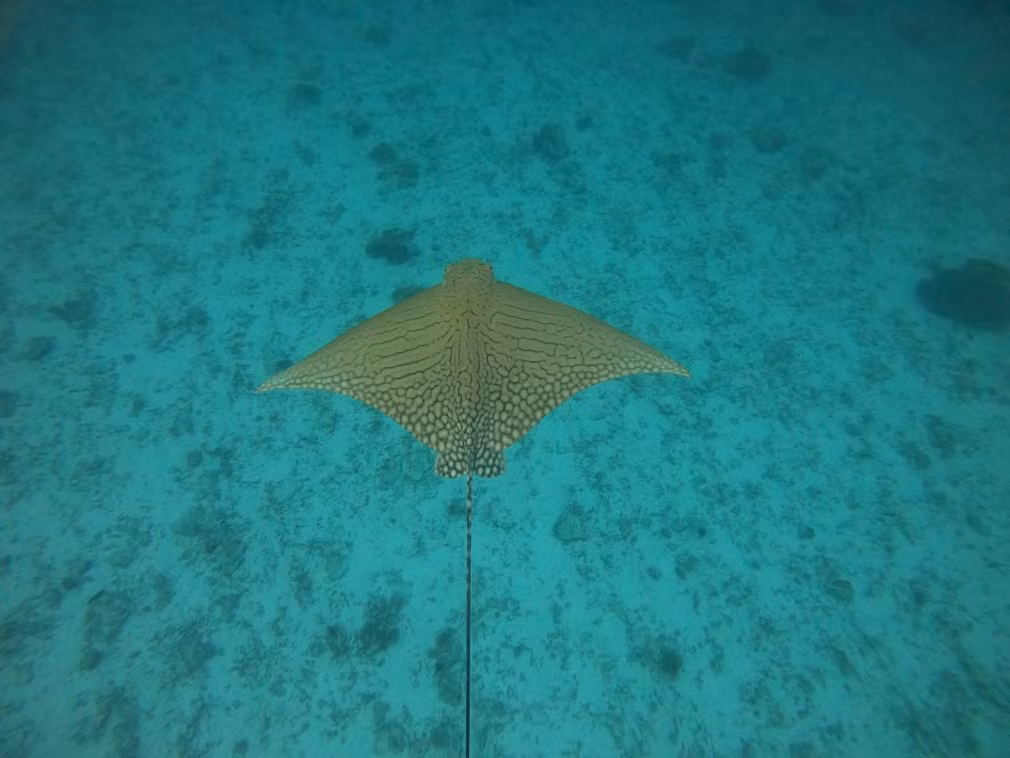 Cá đuối đại bàng bơi ngoài khơi đảo Lady Elliot ở Australia. (Nguồn Guardian)