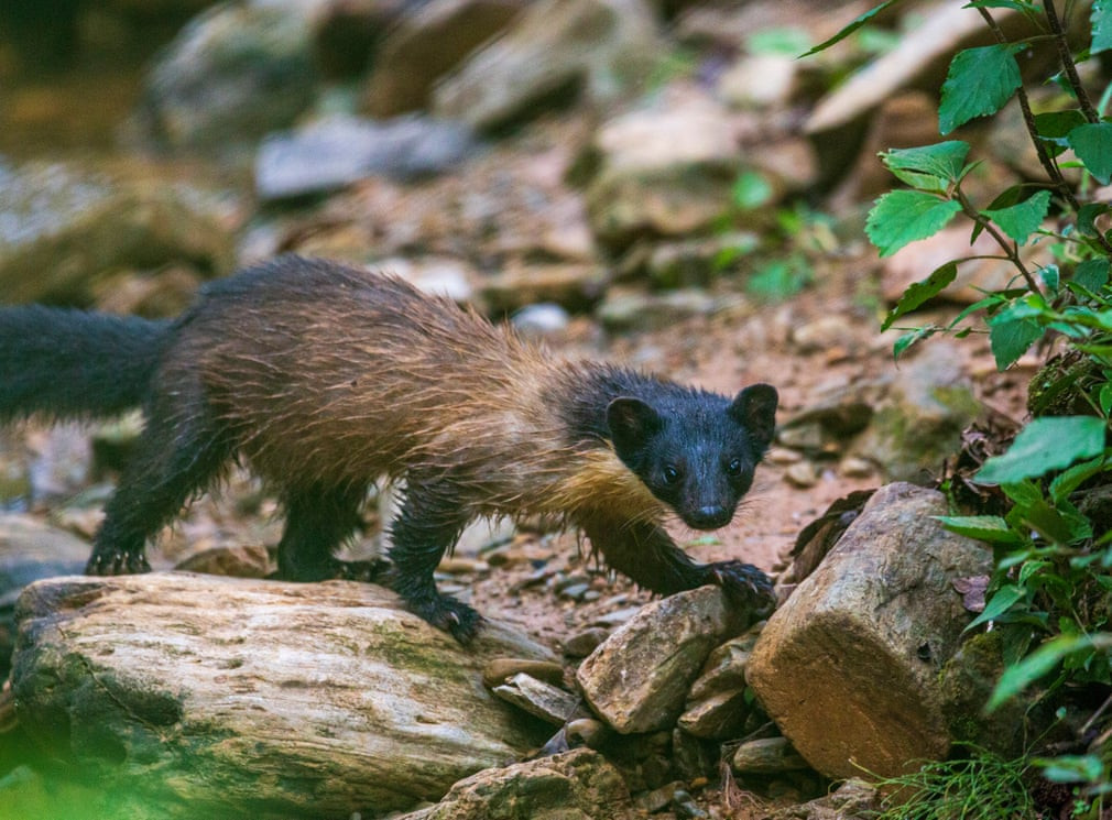 Chồn họng vàng được phát hiện trong một khu rừng ở Kathmandu, Nepal. (Nguồn Guardian)