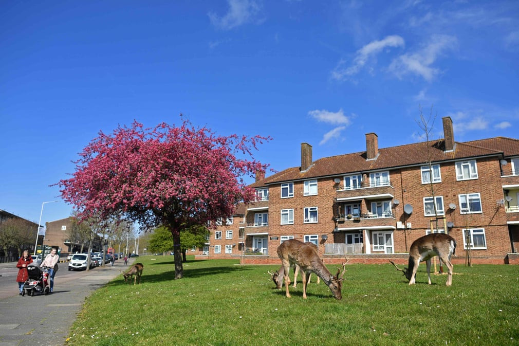 Đàn hươu gặm cỏ gần một khu dân cư ở thành phố London, Anh. (Nguồn Guardian)
