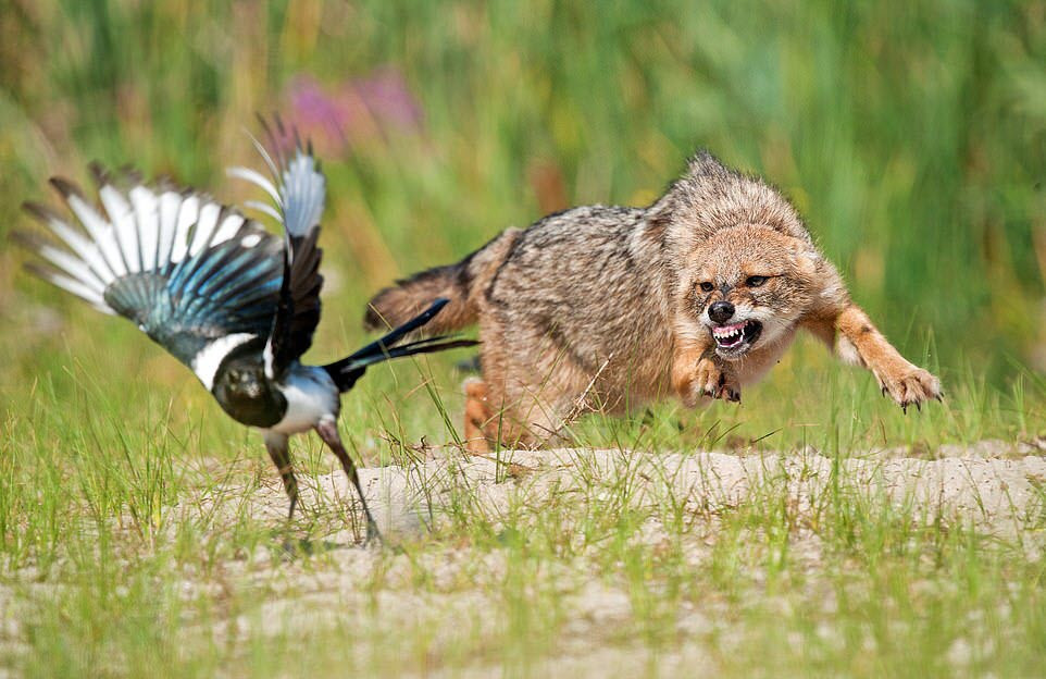 Chó rừng truy đuổi chim ác lá trên đồng cỏ ở Romania. (Nguồn Guardian)