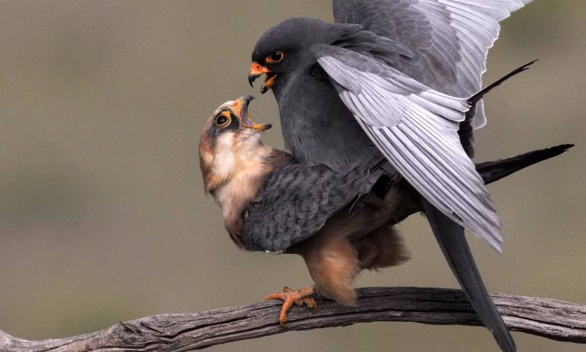 Chim cắt chân đỏ giao phối trong mùa sinh sản gần thành phố Tiszaalpár, Hungary. (Nguồn Guardian)