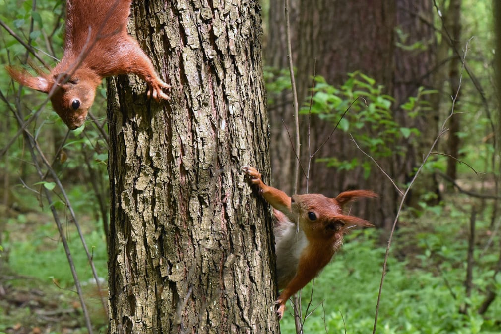 Cặp sóc đỏ trèo lên thân cân trong khu rừng Bilychi ở thành phố Kiev, Ukraine. (Nguồn Guardian)