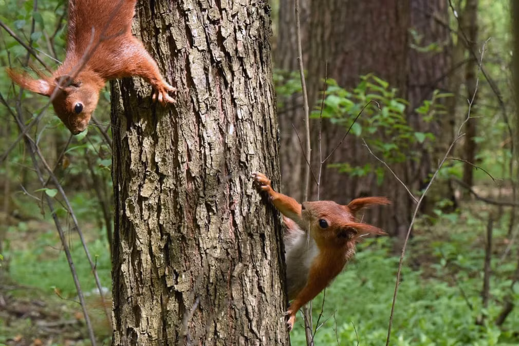 Cặp sóc đỏ trèo lên thân cân trong khu rừng Bilychi ở thành phố Kiev, Ukraine. (Nguồn Guardian)
