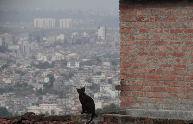 Chú mèo ngồi trên ban công của một ngôi nhà, khi lệnh phong tỏa được áp dụng tại thành phố Kathmandu, Nepal. (Nguồn Guardian)