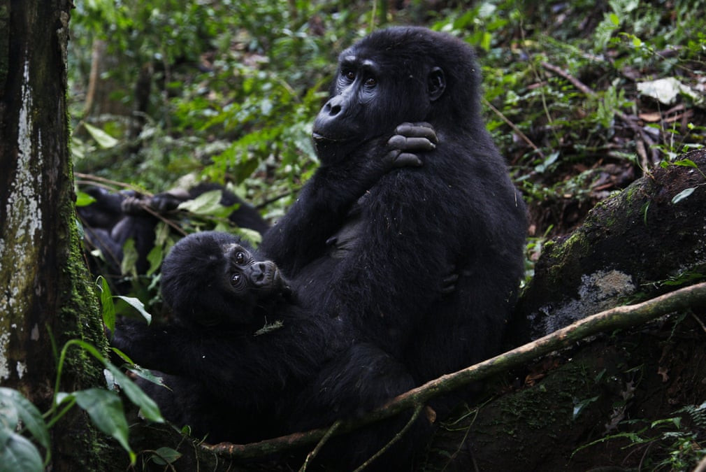 Hai mẹ con khỉ đột núi nghỉ ngơi trong vườn quốc gia Bwindi, Uganda. (Nguồn Guardian)