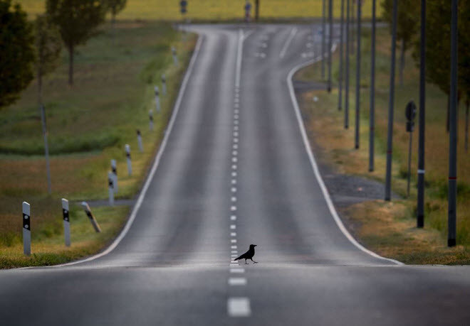 Quạ băng qua đường con đường vắng ở thành phố Frankfurt, Đức. (Nguồn Guardian)